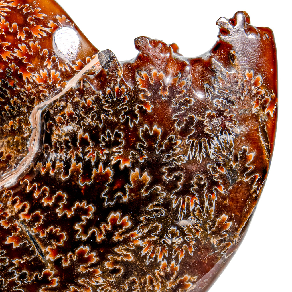 Polished Sutured Ammonite - SOLD 4.94" Cleoniceras