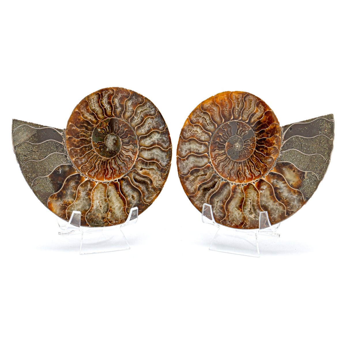 Polished Ammonite Split Pair - 4.97" Cleoniceras