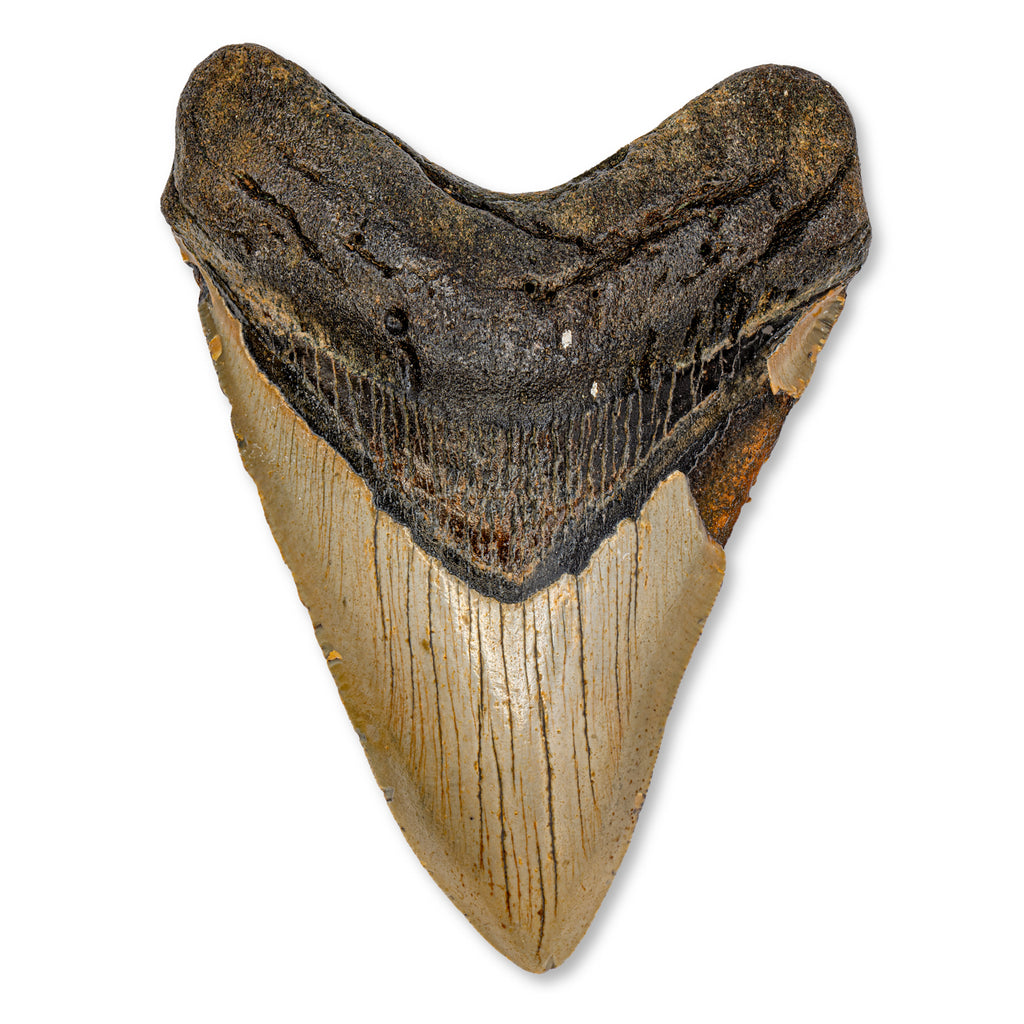 Megalodon Tooth - SOLD 4.99" Natural