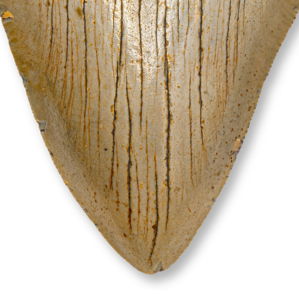 Megalodon Tooth - SOLD 4.99" Natural