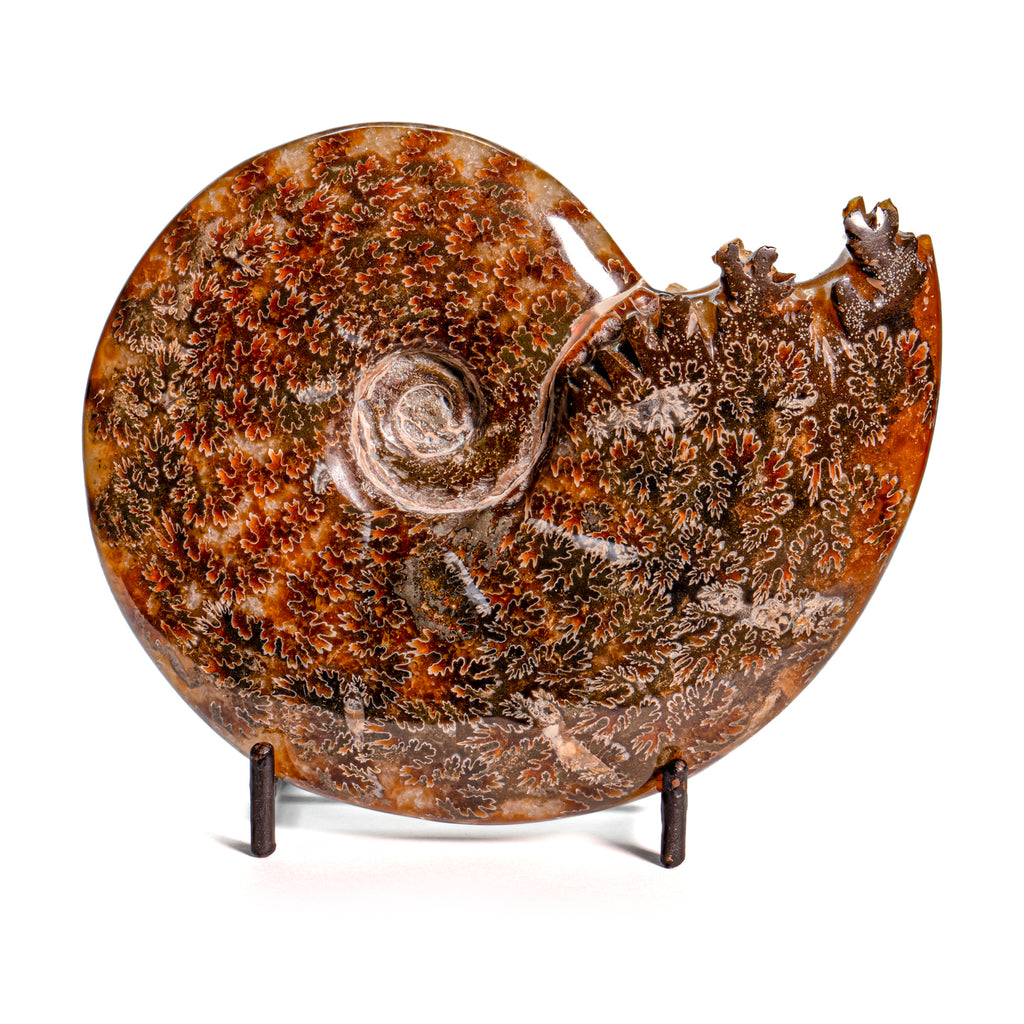 Polished Sutured Ammonite - SOLD 5.01" Cleoniceras