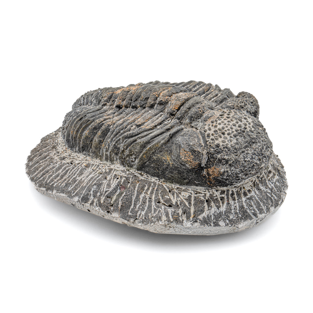 Trilobite - 5.04" Drotops megalomanicus Fossil