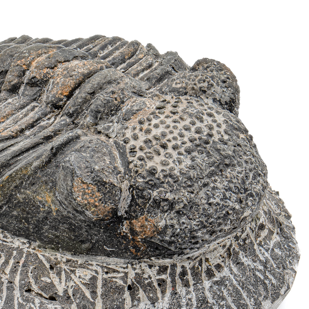 Trilobite - 5.04" Drotops megalomanicus Fossil