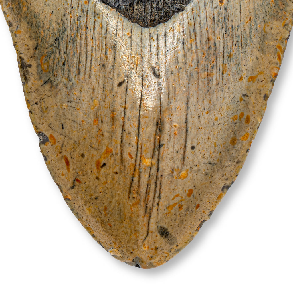 Megalodon Tooth - 5.07" Natural