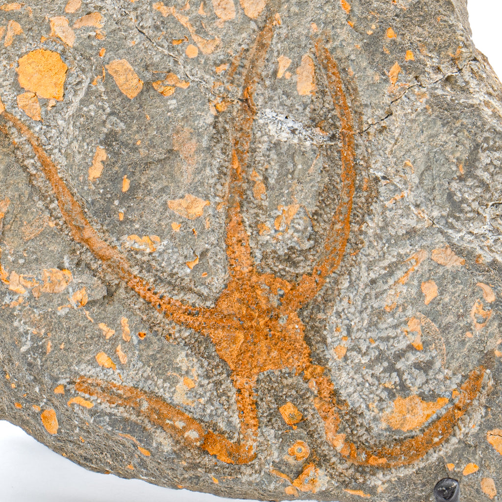 Fossil Brittle Star - 5.07" Ophiurida