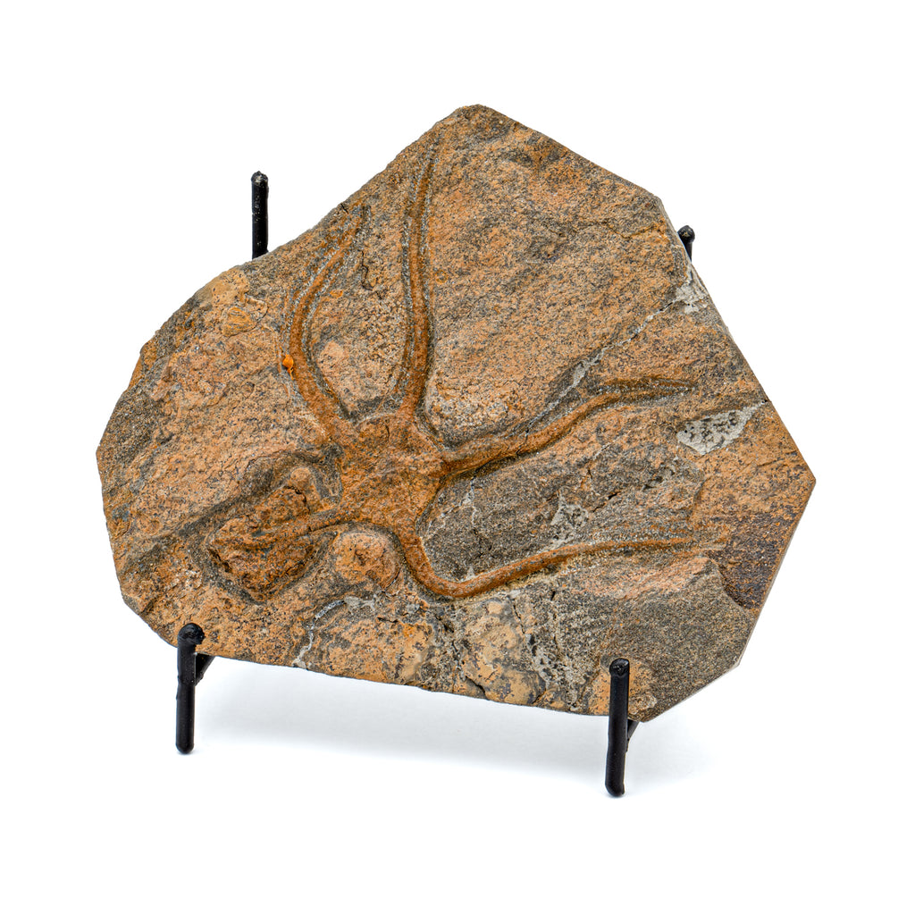 Fossil Brittle Star - SOLD 5.08" Ophiurida