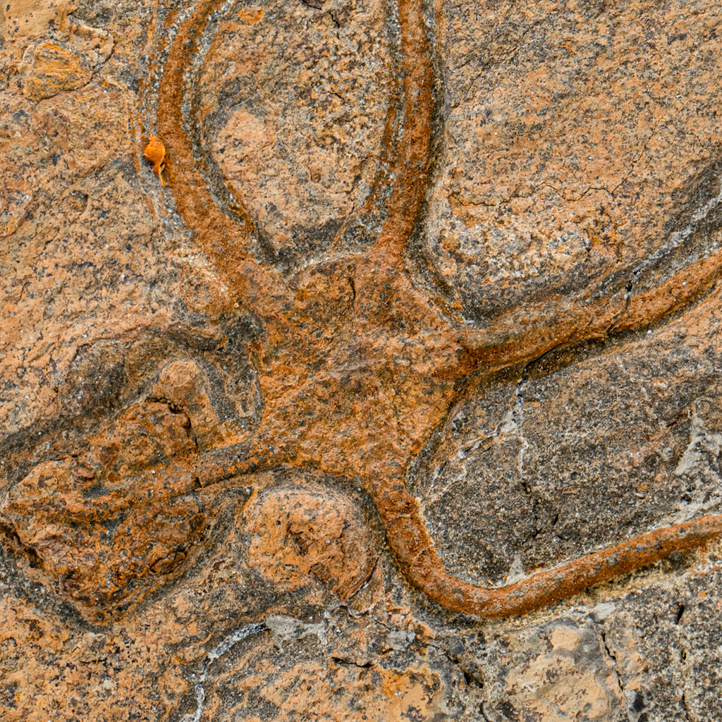 Fossil Brittle Star - SOLD 5.08" Ophiurida