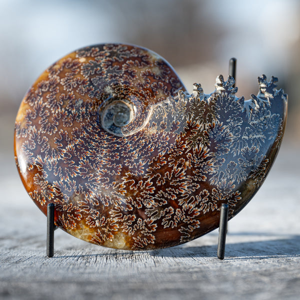 Cleoniceras Ammonites