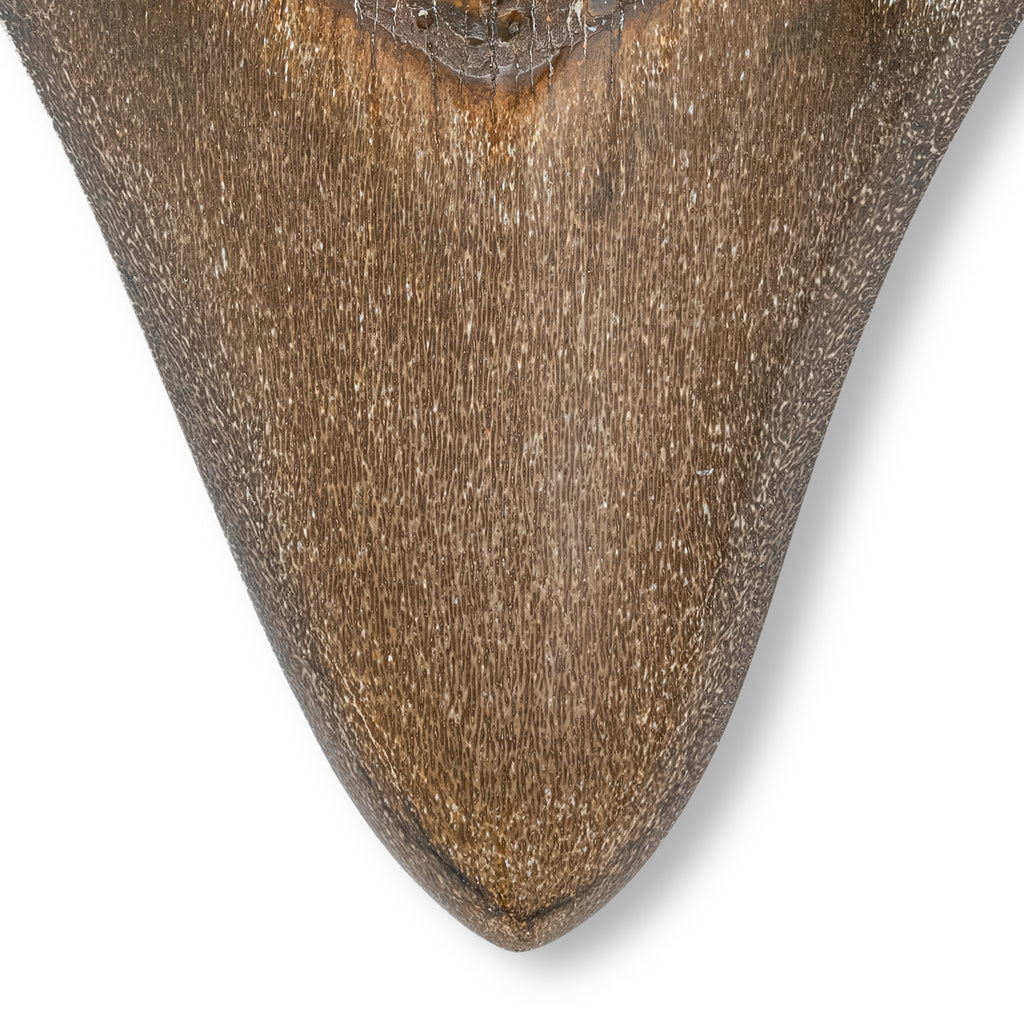 Megalodon Tooth - 5.16" Polished