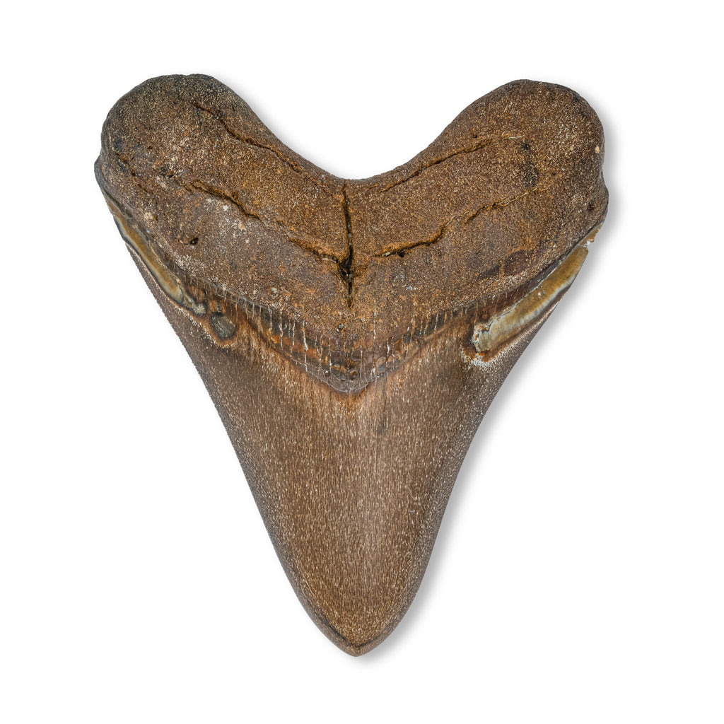 Megalodon Natural Fossil Teeth - Mini Museum