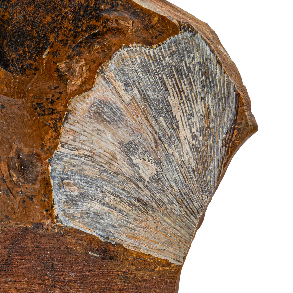 Fossil Ginkgo Leaf - 5.17"