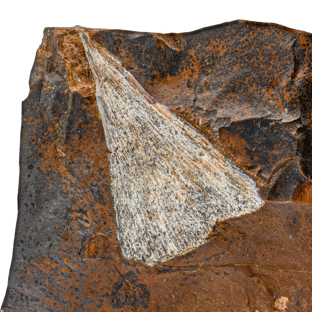 Fossil Ginkgo Leaf - 5.17"