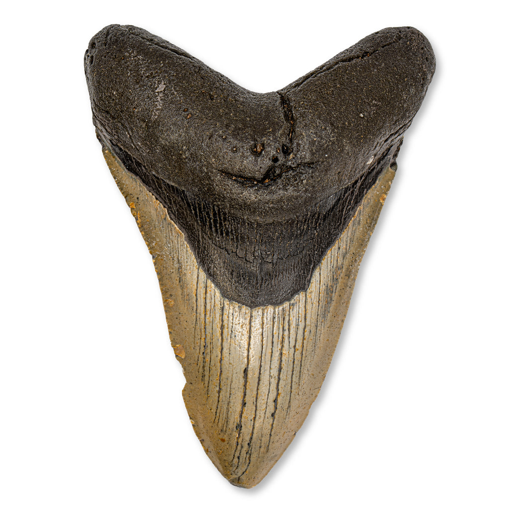 Megalodon Tooth - 5.17" Natural