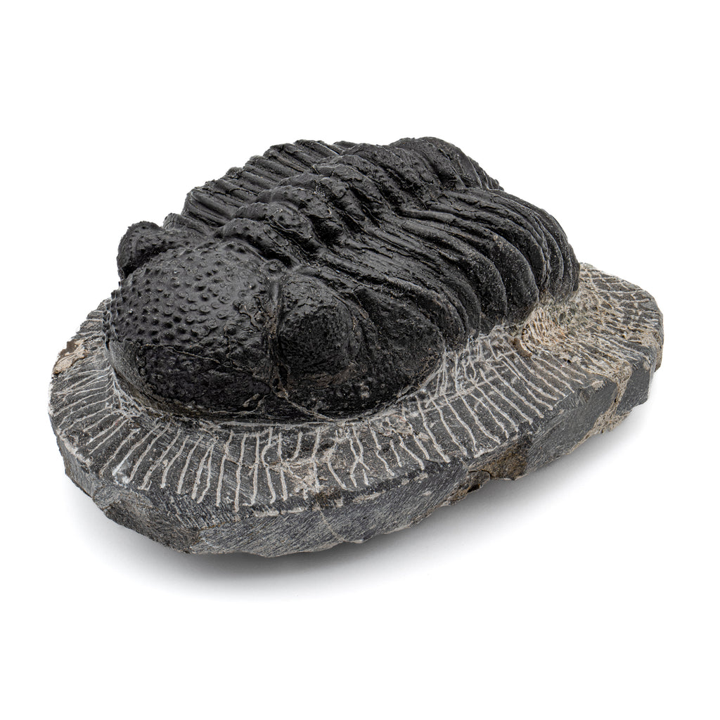 Trilobite - SOLD 5.19" Drotops megalomanicus Fossil