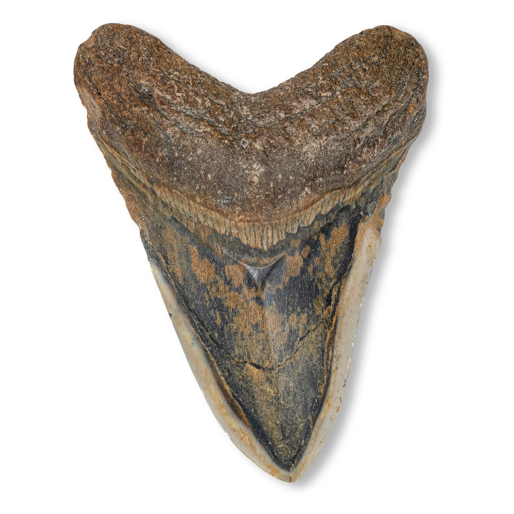 Megalodon Tooth - 5.19" Polished