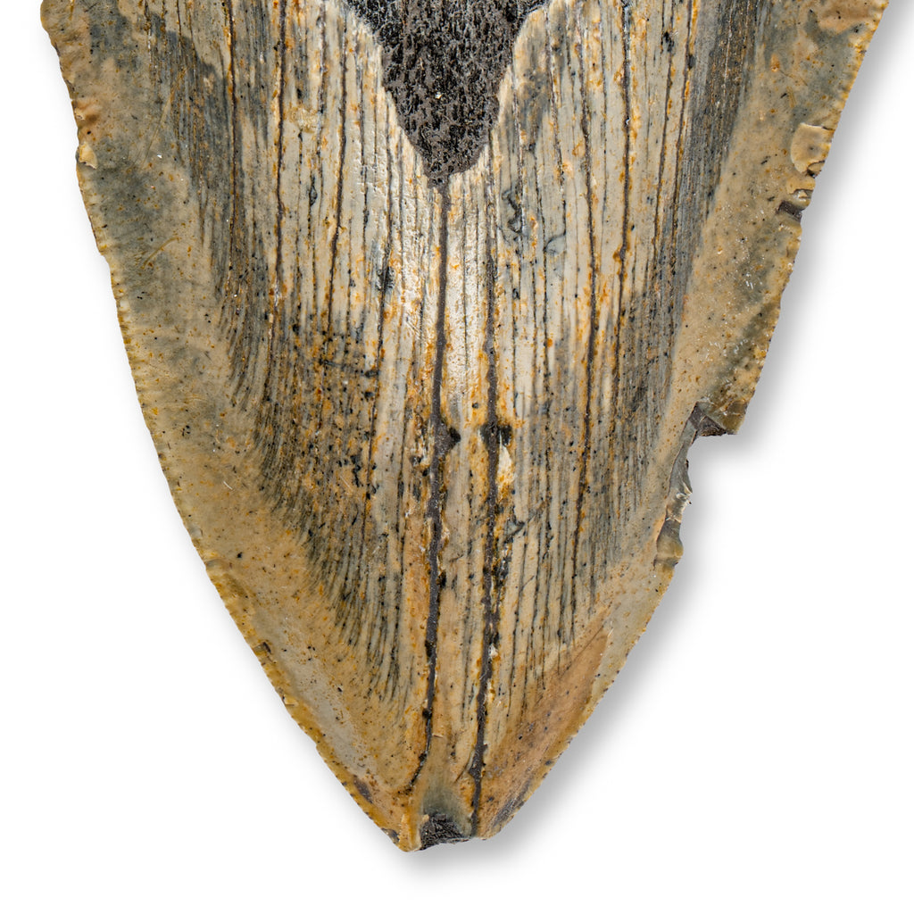 Megalodon Tooth - 5.21" Natural