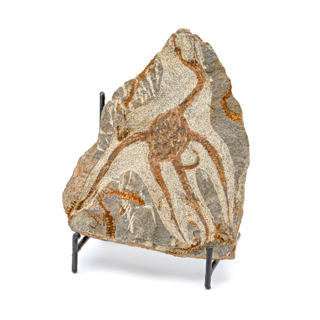 Fossil Brittle Star - SOLD 5.22" Ophiurida