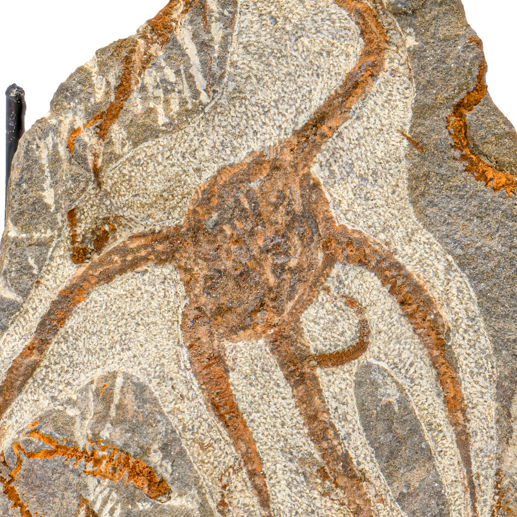 Fossil Brittle Star - SOLD 5.22" Ophiurida