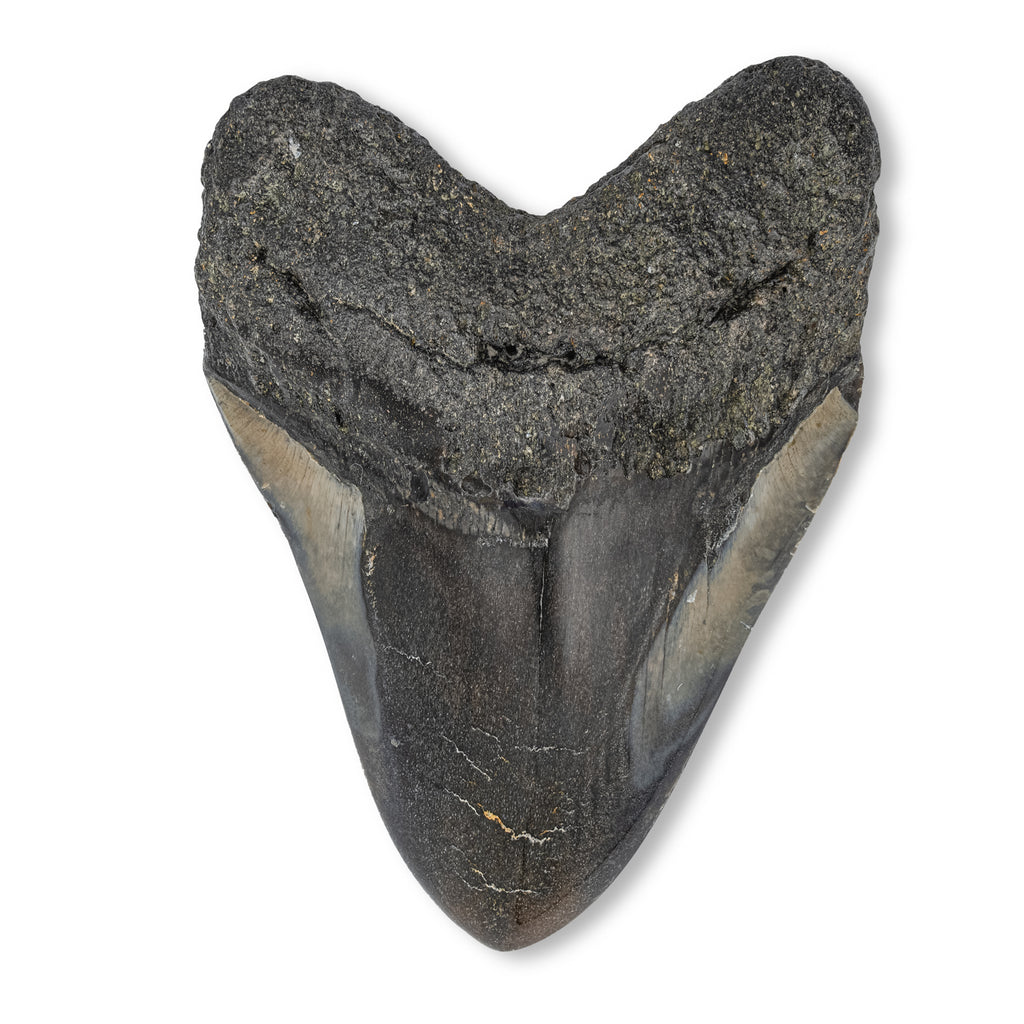 Megalodon Tooth - SOLD 5.22" Polished