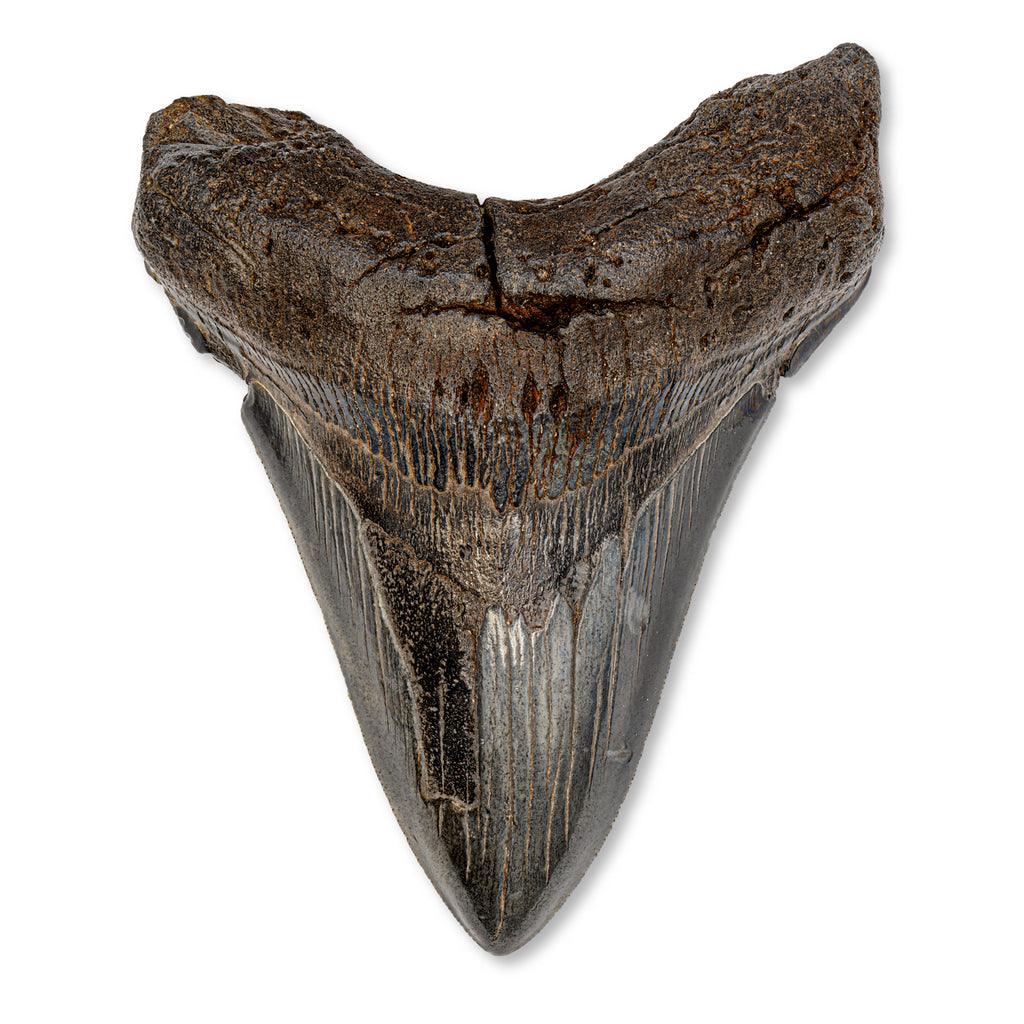 Megalodon Tooth - SOLD 5.24" Natural