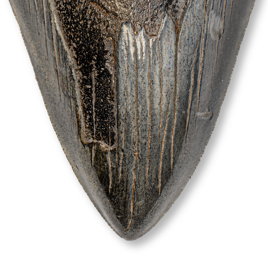 Megalodon Tooth - SOLD 5.24" Natural