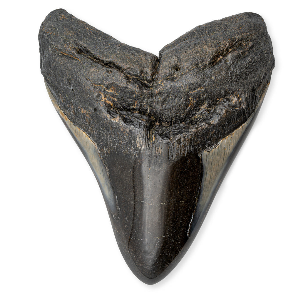 Megalodon Tooth - SOLD 5.25" Polished