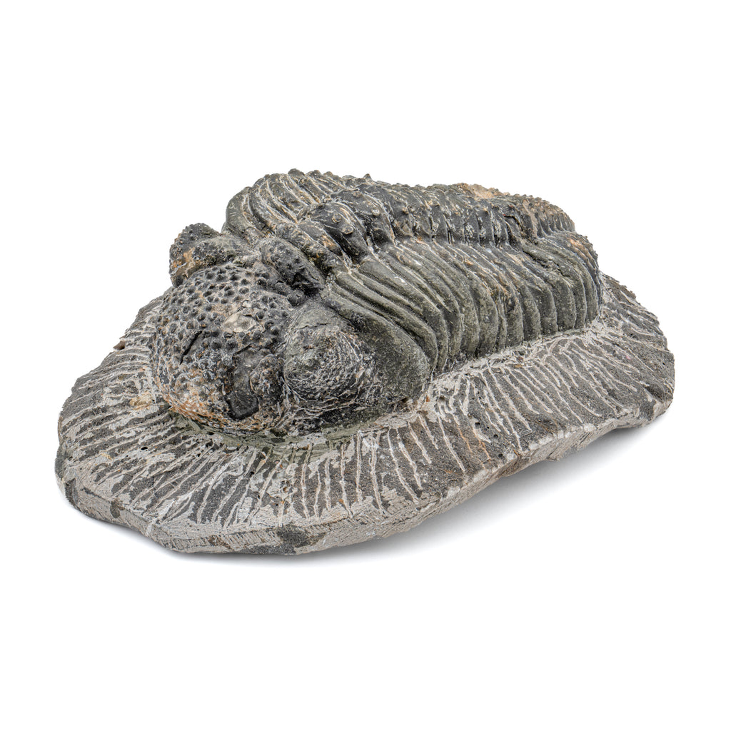 Trilobite - SOLD 5.25" Drotops megalomanicus Fossil