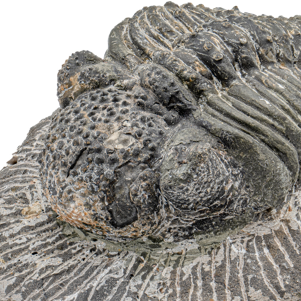Trilobite - SOLD 5.25" Drotops megalomanicus Fossil