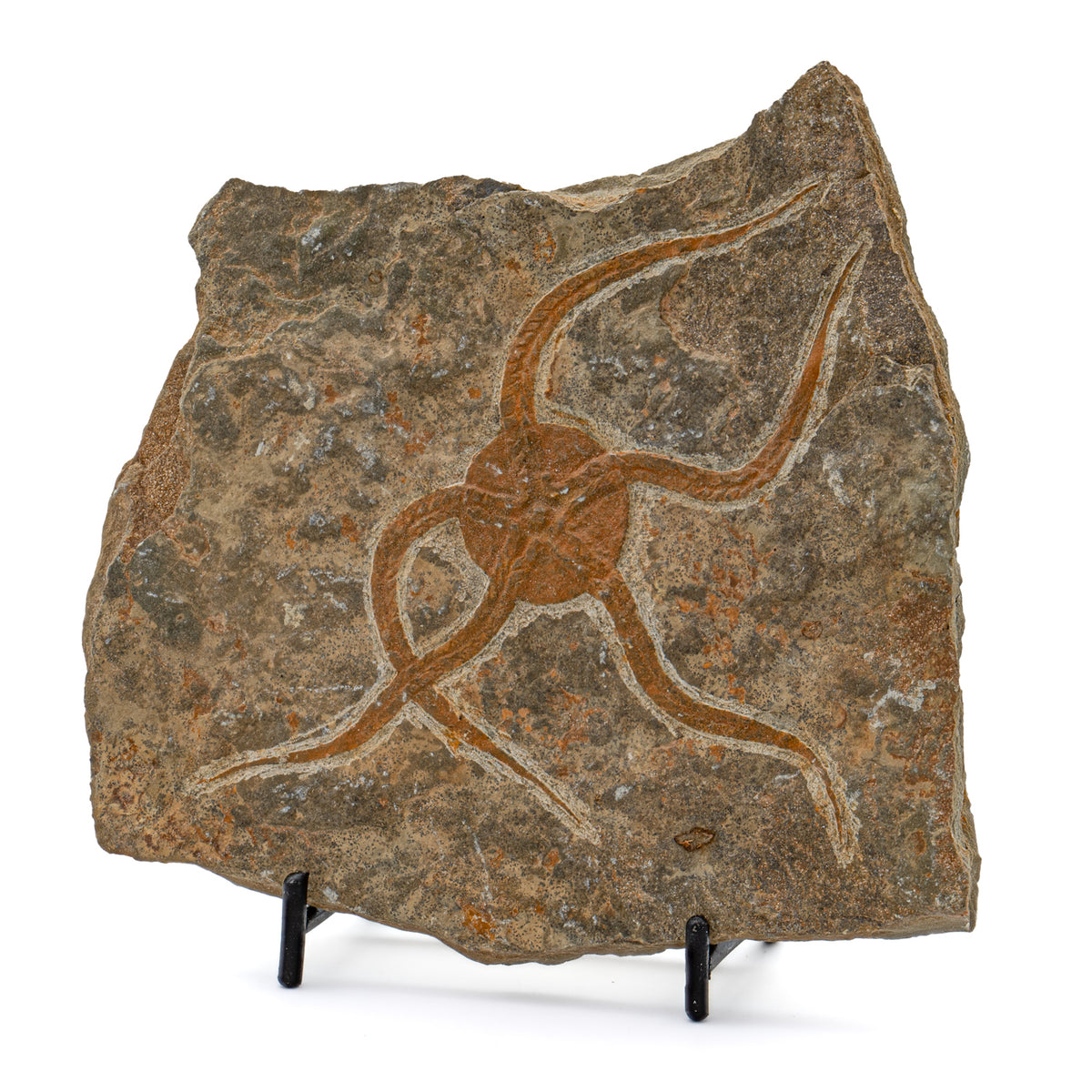 Fossil Brittle Star - SOLD 5.29" Ophiurida