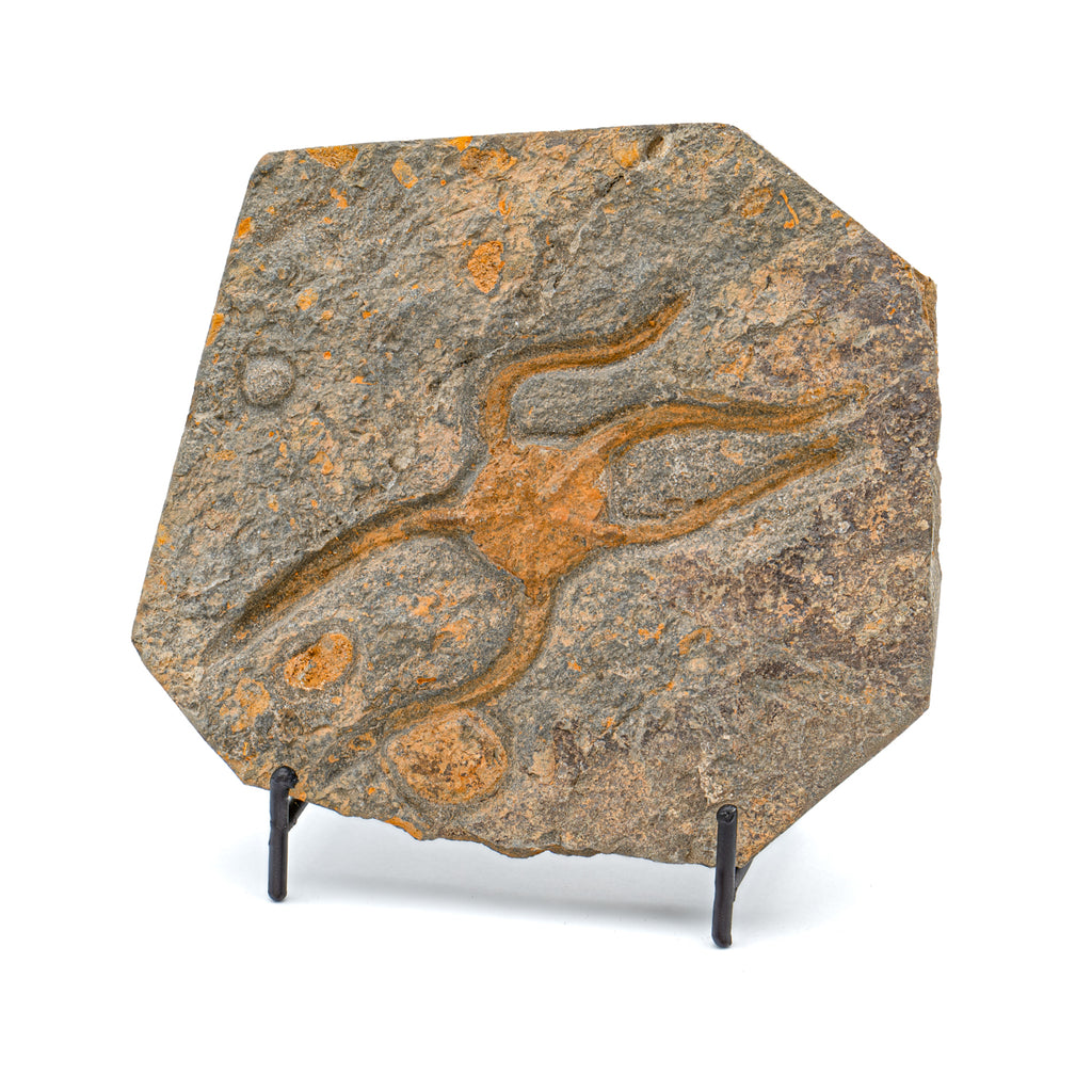 Fossil Brittle Star - SOLD 5.29" Ophiurida