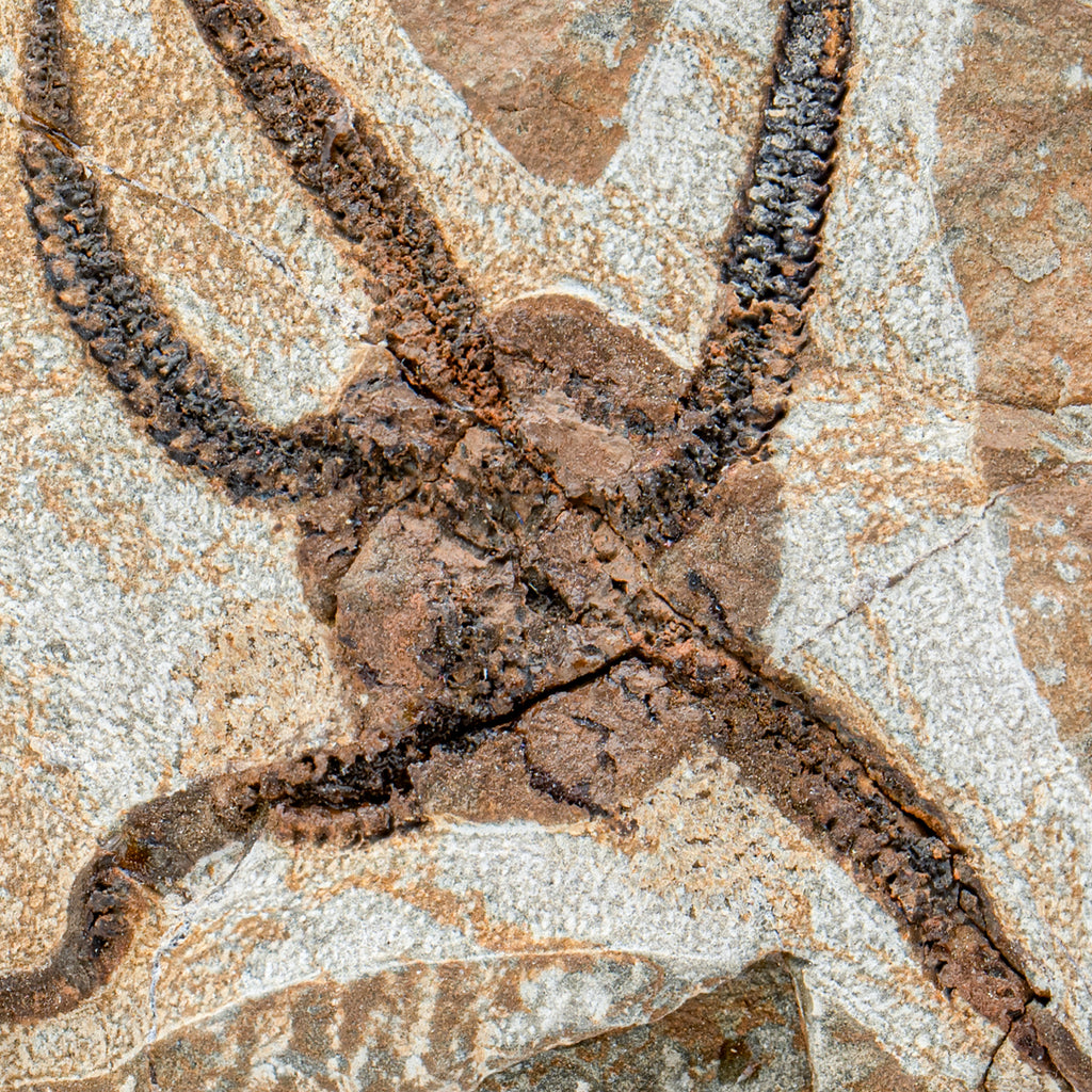 Fossil Brittle Star - SOLD 5.30" Ophiurida