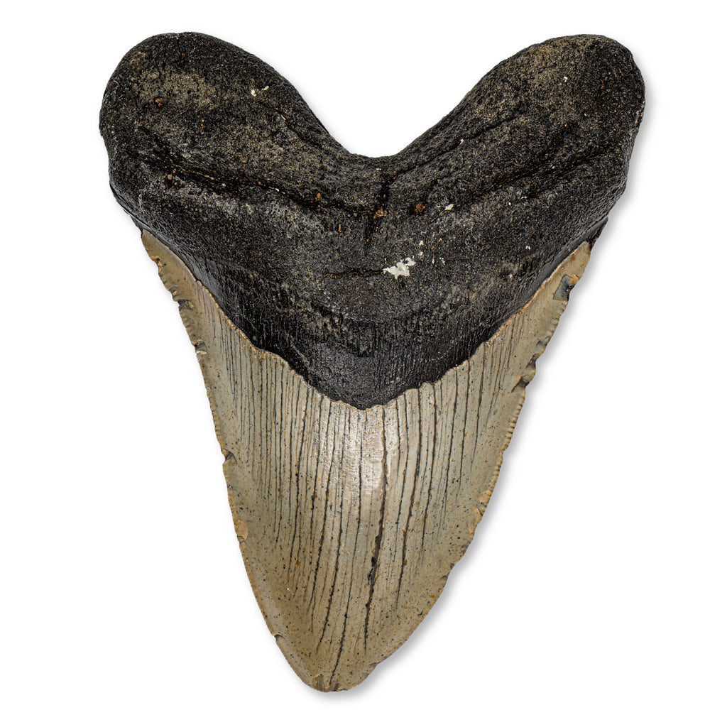 Megalodon Tooth - 5.33" Natural