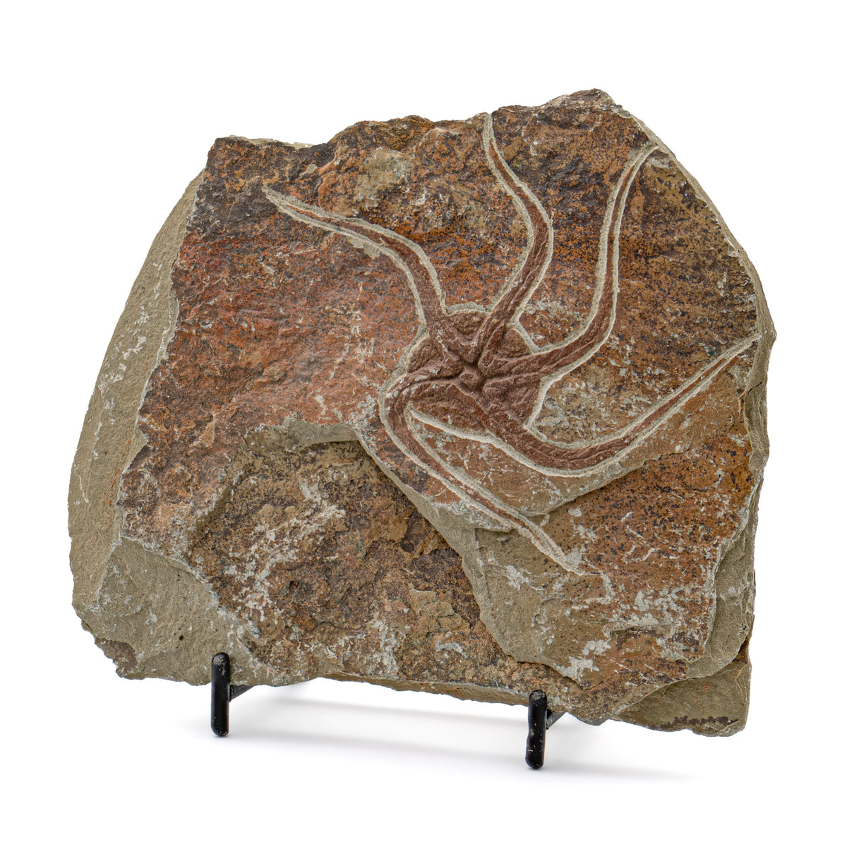 Fossil Brittle Star - SOLD 5.35" Ophiurida