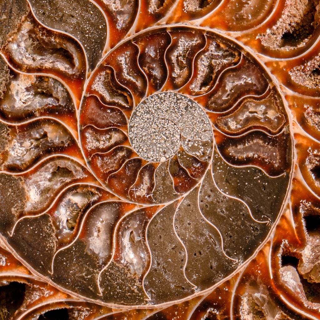 Polished Split Ammonite - SOLD 5.37" A Cleoniceras