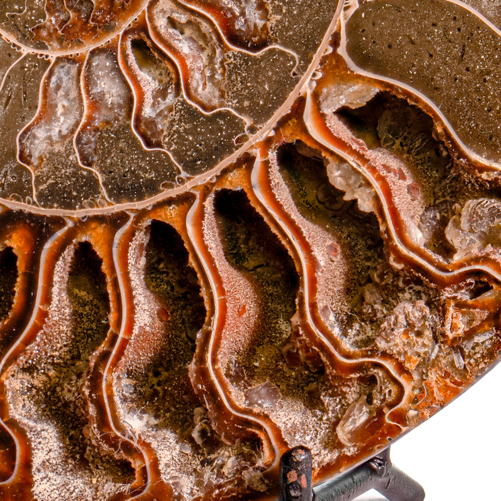 Polished Split Ammonite - SOLD 5.37" B Cleoniceras