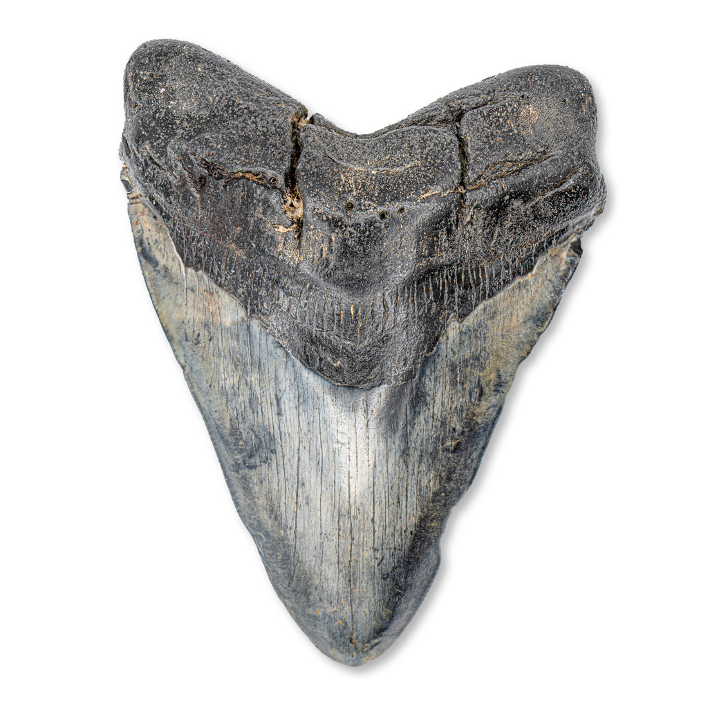 Megalodon Tooth - 5.38" Natural