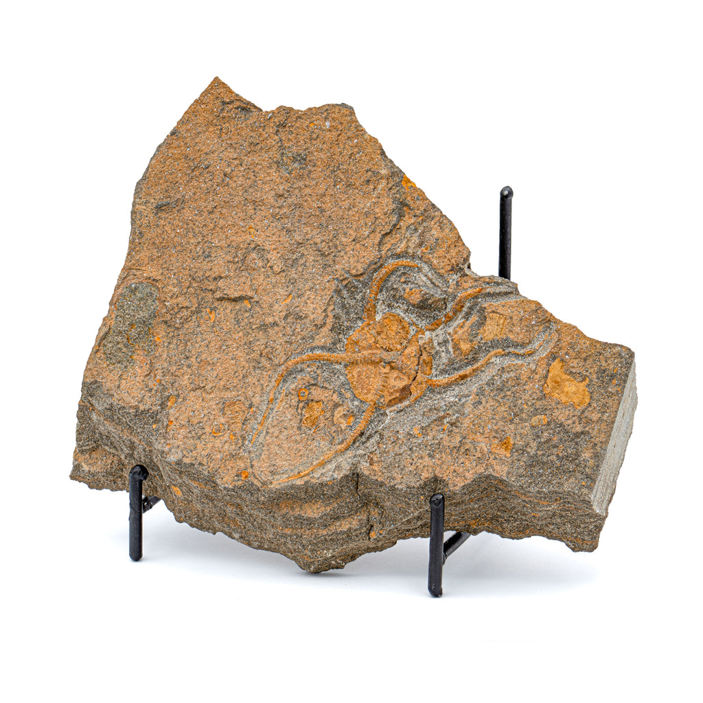 Fossil Brittle Star - 5.40" Ophiurida