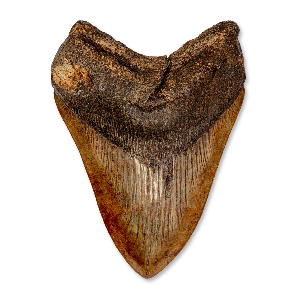 Megalodon Tooth - SOLD 5.40" Natural