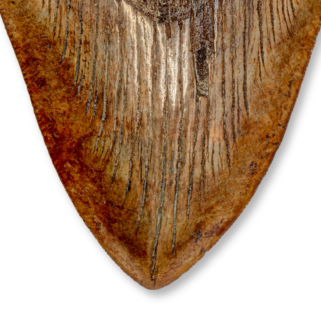 Megalodon Tooth - SOLD 5.40" Natural