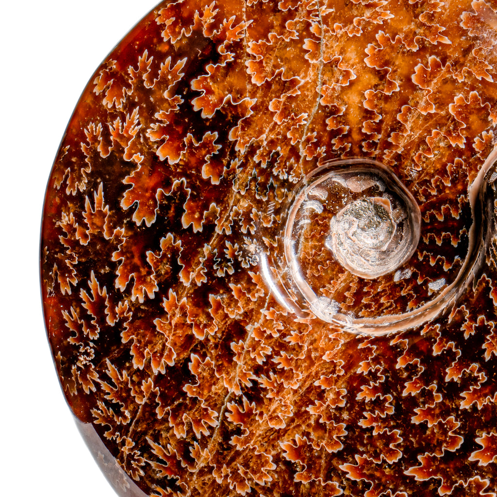 Polished Sutured Ammonite - SOLD 5.41" Cleoniceras
