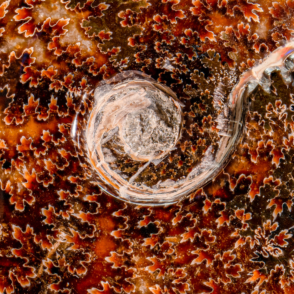 Polished Sutured Ammonite - SOLD 5.42" Cleoniceras