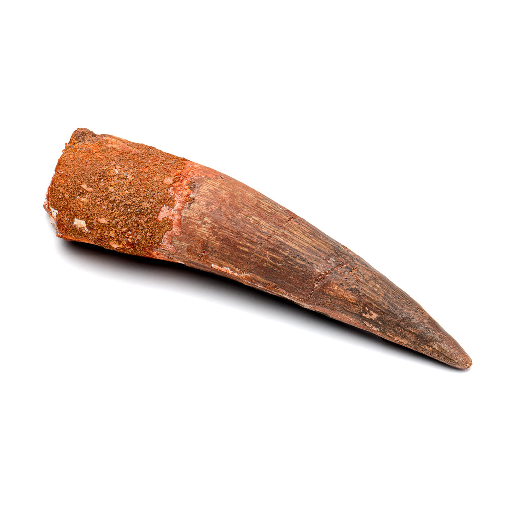 Spinosaurus Tooth - SOLD Beyond XL 5.43"