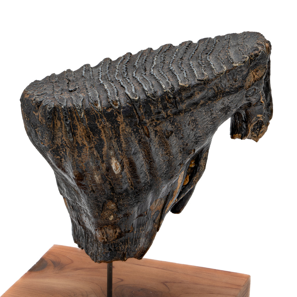 Woolly Mammoth Tooth - 5.45" Full Tooth with Stand - Alaskan