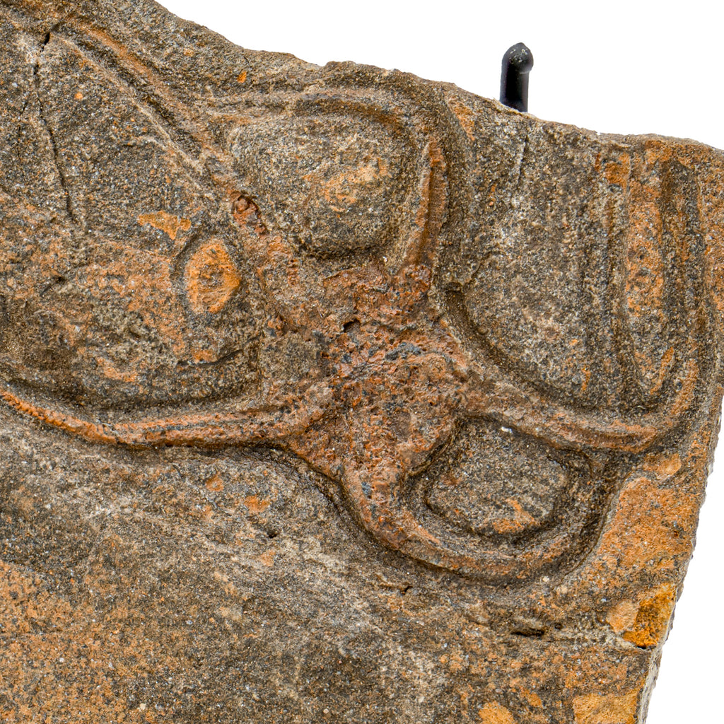 Fossil Brittle Star - SOLD 5.46" Ophiurida