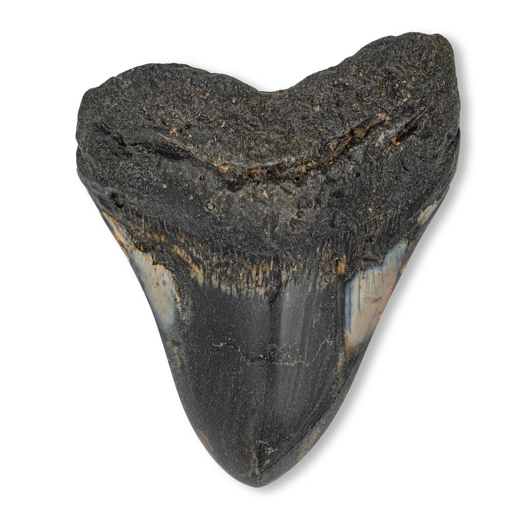 Megalodon Tooth - 5.47" Polished