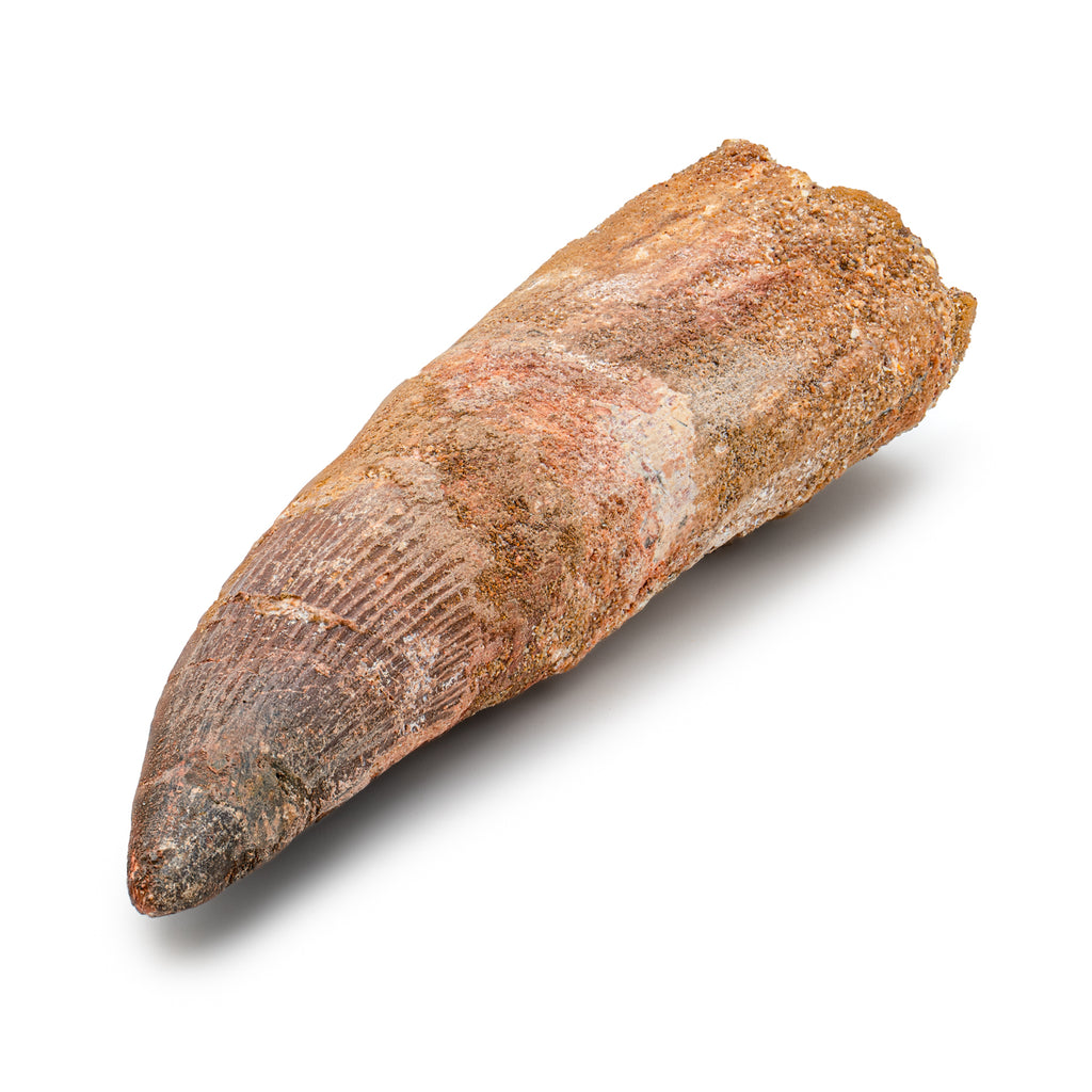 Spinosaurus Tooth - SOLD Beyond XL 5.50"