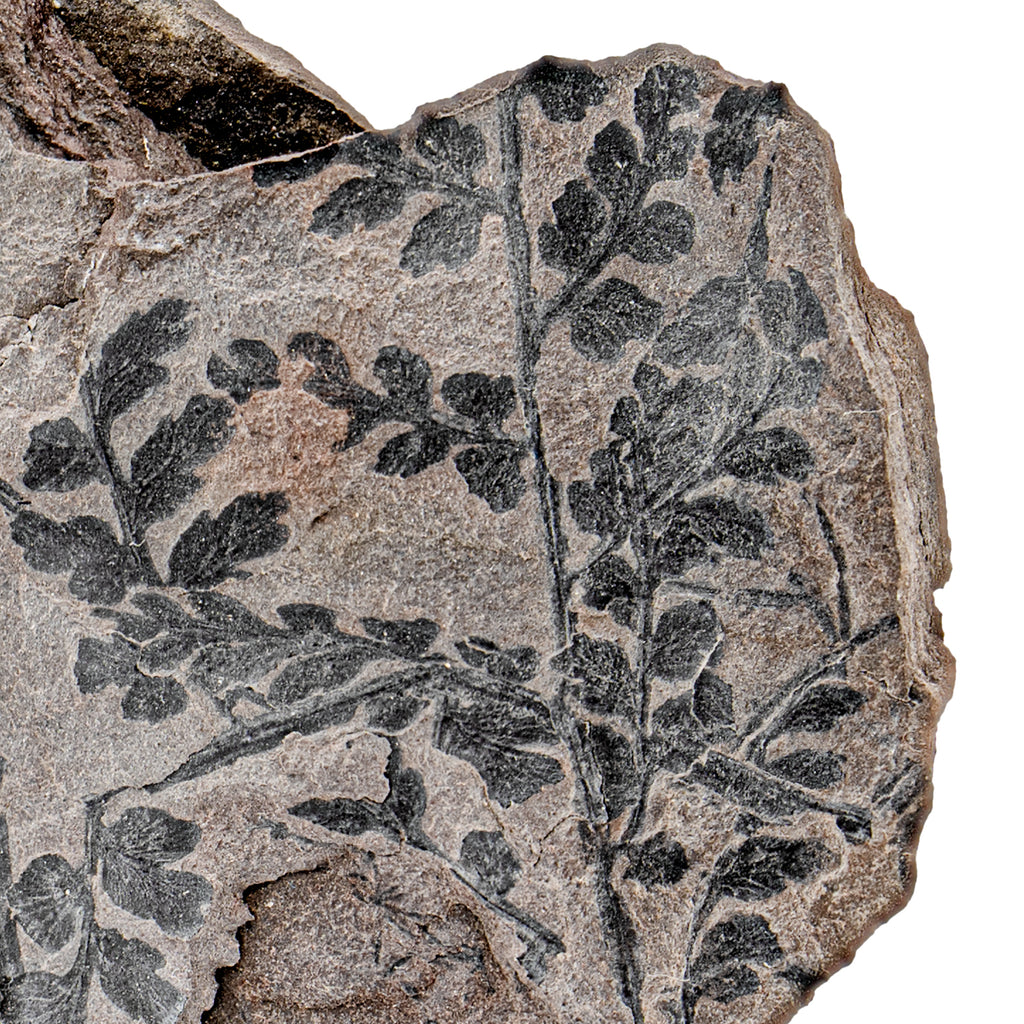 Carboniferous Fossil Plant - SOLD 5.53" Mariopteris