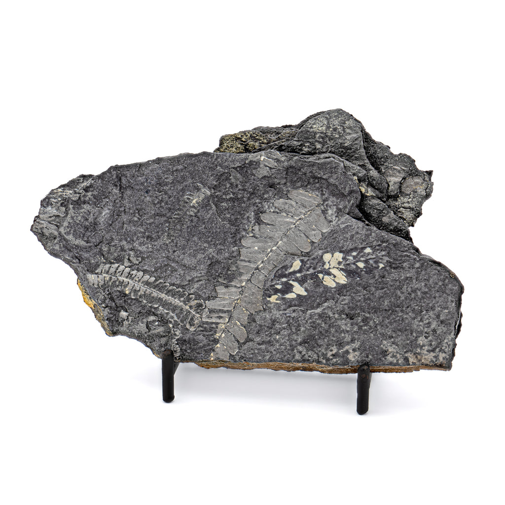 Carboniferous Fossil Plant - 5.55" Pecopteris