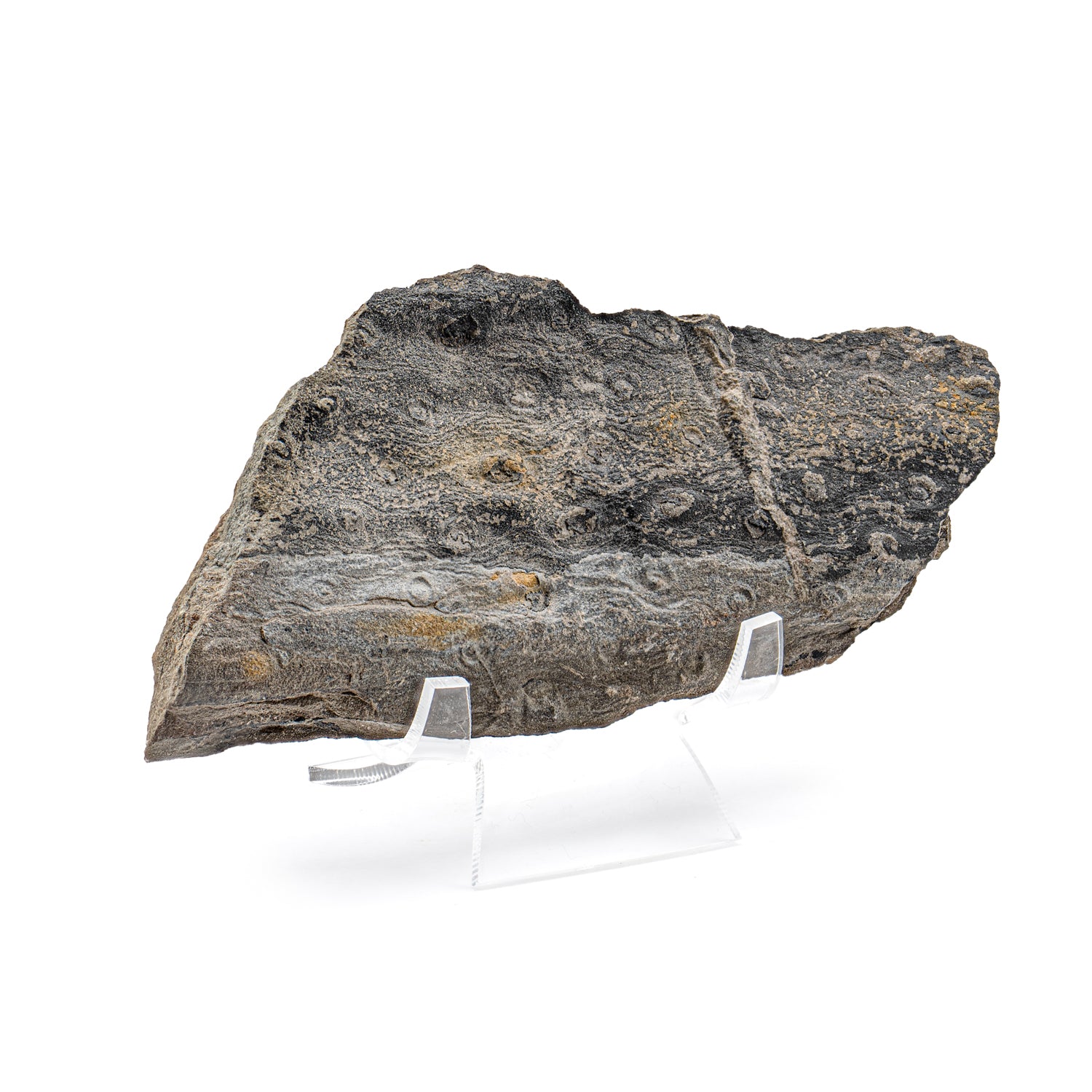 Fossils: The key to the past: Fortey, Richard A