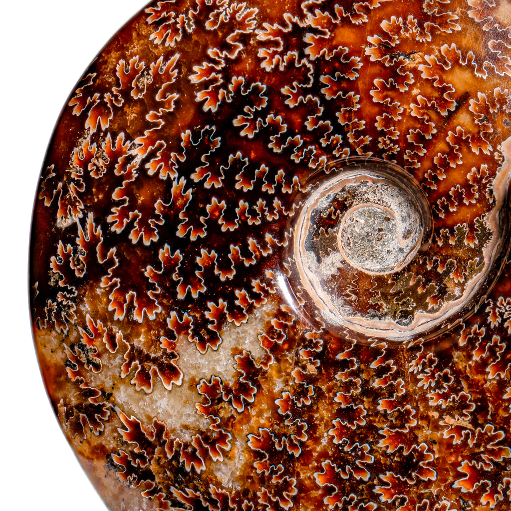 Polished Sutured Ammonite - 5.62" Cleoniceras